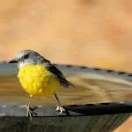 Få mere liv i haven med et fuglebad