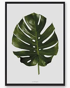 Palm leave – naturplakat